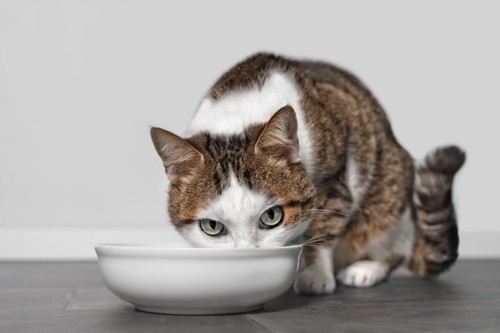 白い食器で食事をする猫