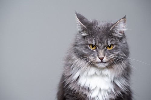 怒った顔の猫