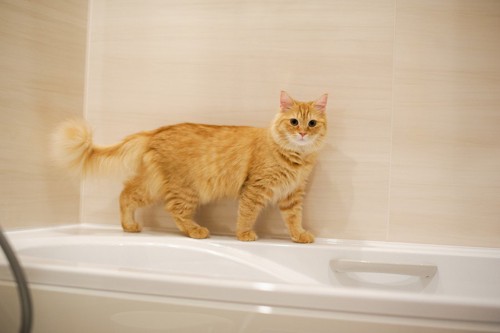 風呂場で遊ぶ猫