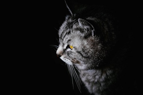 暗闇の中にいる猫の横顔