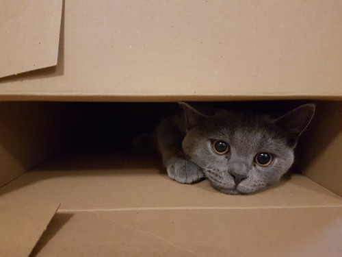 箱からのぞく猫