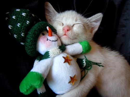 雪だるまのおもちゃを抱えて眠る子猫