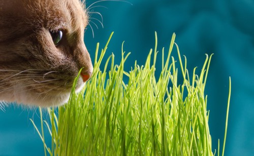 猫草に顔を近づける猫