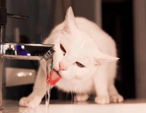 蛇口から水を飲む白猫