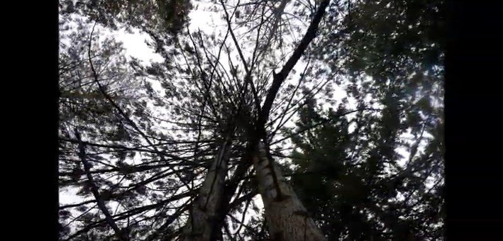 30メートル超えの木