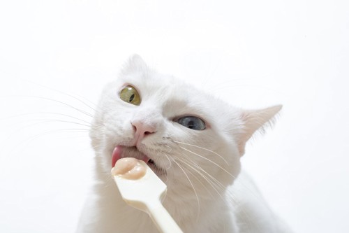 スプーンにのったおやつを食べる猫