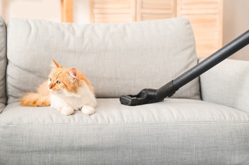 掃除と猫