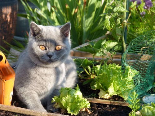 野菜畑にいる猫