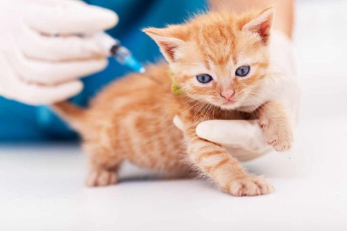 ワクチン接種する子猫