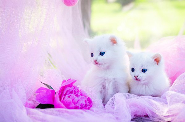 ピンクの背景と白猫の子猫