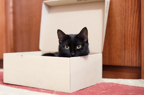 箱に入る黒猫
