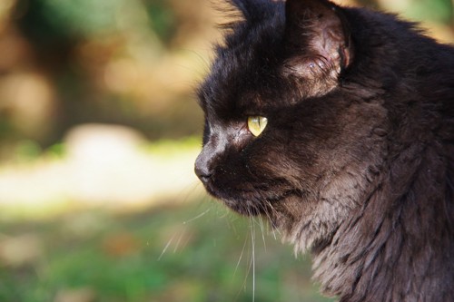 黒猫の横顔の写真