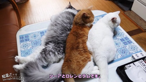 くっついて寝る3匹の猫の後ろ側