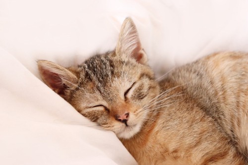 布団で眠る子猫