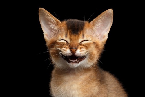 笑っている猫