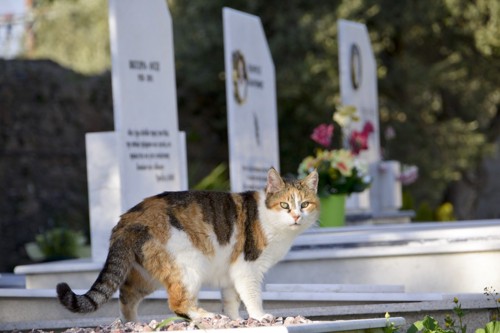 墓地にいる猫