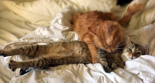 布団の上でくつろぐ二匹の猫