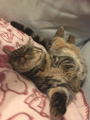 アクロバティックな姿勢で寝る猫