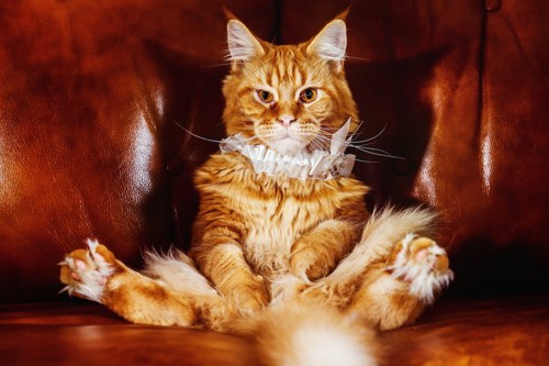 豪華なソファーに人間のように座る猫