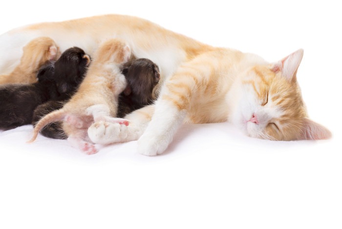 寝ている母猫と母乳を飲む子猫4匹