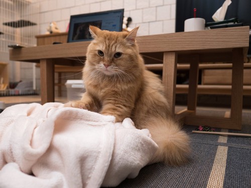 毛布の上でふみふみをする猫
