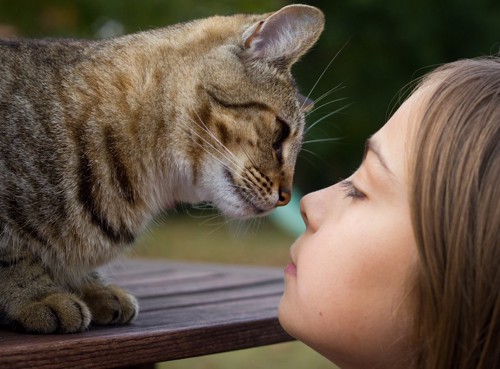 鼻チューする猫と少女
