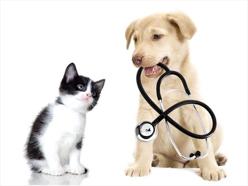 犬のお医者さんと猫