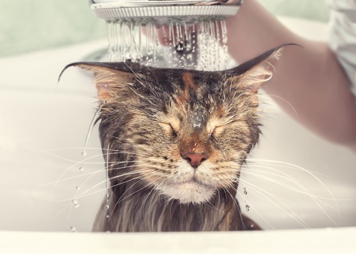 頭からシャワーを浴びる猫
