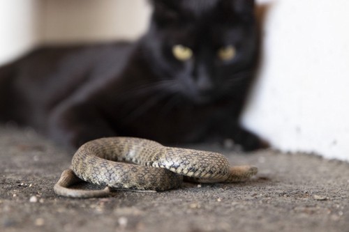 猫とヘビ