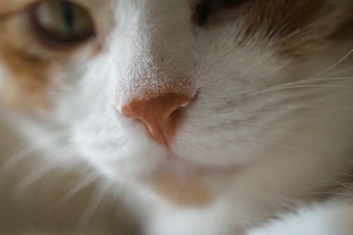 猫の鼻のアップ