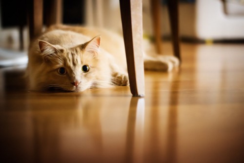 椅子の下で伏せる猫