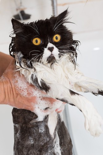 シャンプーで体を洗われる猫