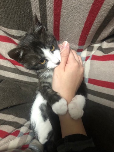 手を握り締める子猫