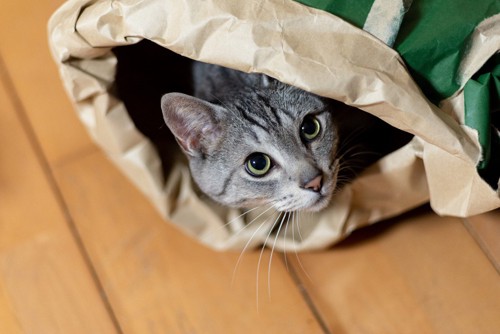 袋の中から顔を出す猫