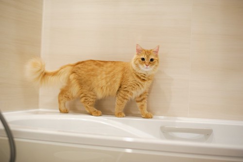 お風呂場でバスタブの端を歩く茶色の猫