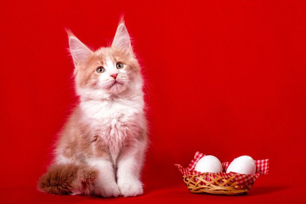 赤い背景に猫と卵