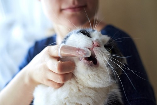 猫の歯を磨く人