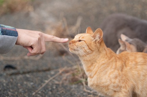 指先のニオイを嗅ぐ猫