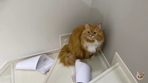 階段と茶色長毛猫