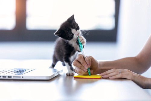 ペンを噛む子猫