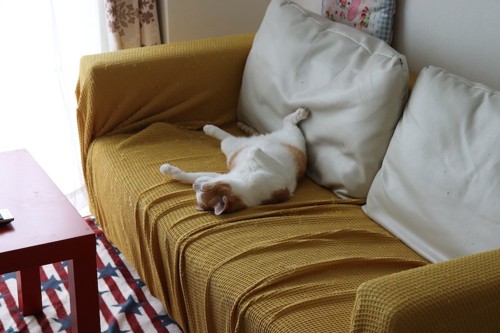 ソファーの上で仰向けになって寝る猫