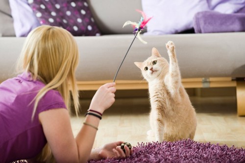 女性とおもちゃで遊ぶ猫