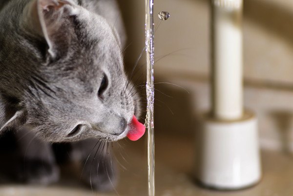 流れでる水を飲む猫