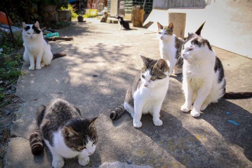 集会を開く野良猫たち