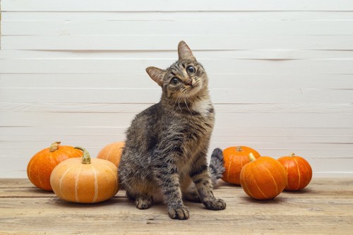 かぼちゃの前に座る猫