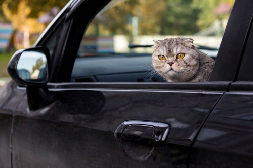 車に乗る猫