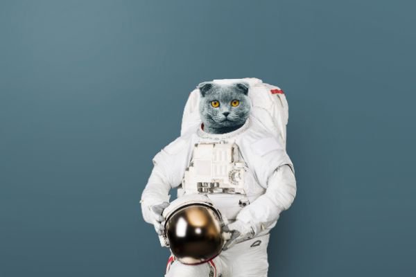 宇宙飛行士 顔だけ猫