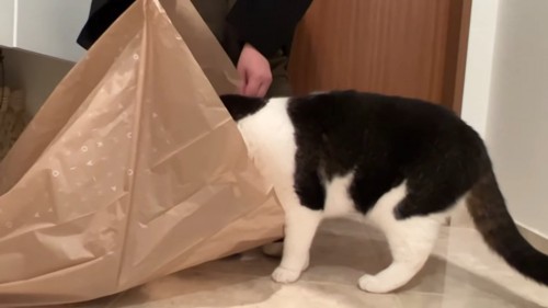 袋の中を除く猫