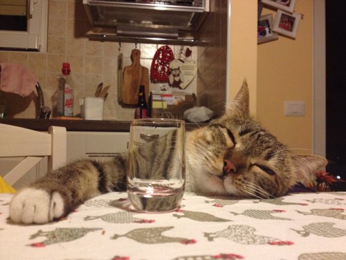 酔っ払ったように眠る猫