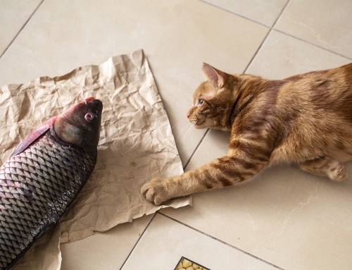 魚を見つめる猫